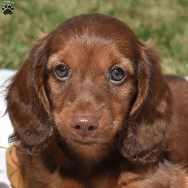 Tator Tot, Dachshund Puppy